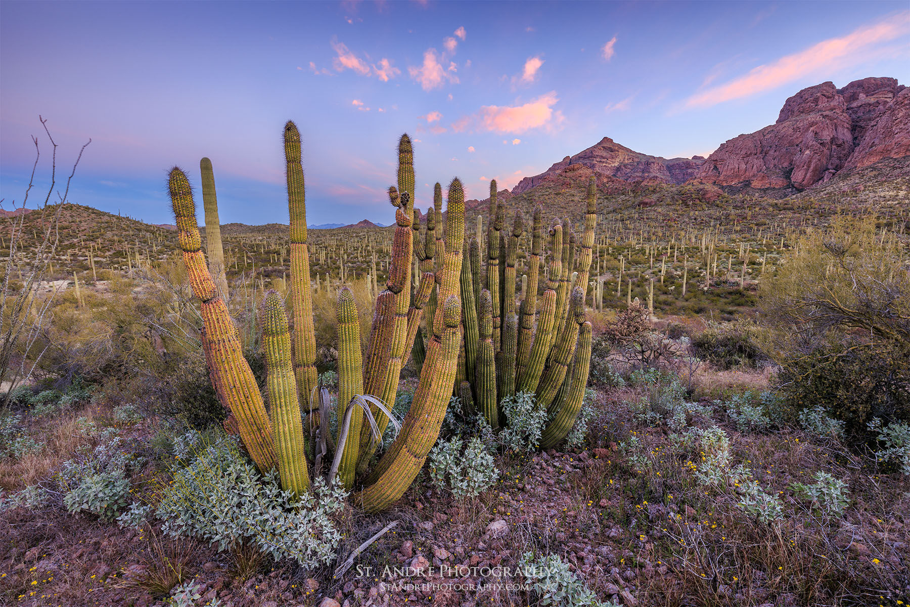 Organ pipe cactus located within Organ Pipe Cactus National Monuement on the border of Mexico and Arizona. Image taken at sunrise