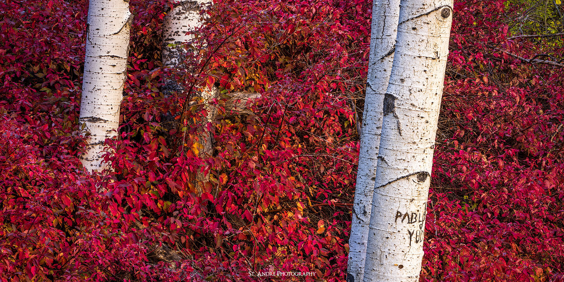 aspens, fall colors, red, cedar mountain, mountain, 