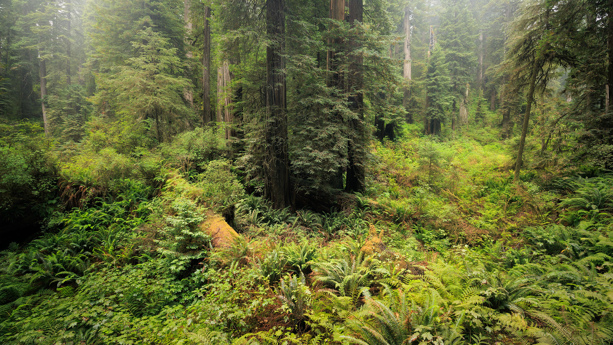 Peace In The Mist Redwoods growing in a green landscape
