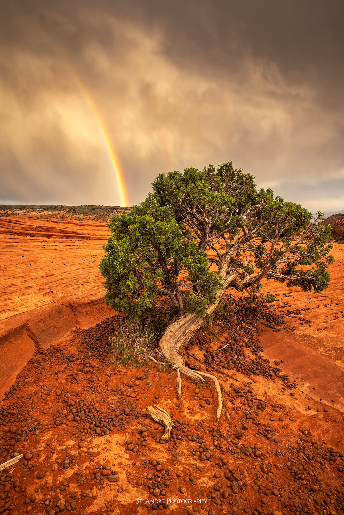 A juniper tree sits on a sandstone platform while a large dramatic rainbow arches through the sky above snow canyon state park. 
