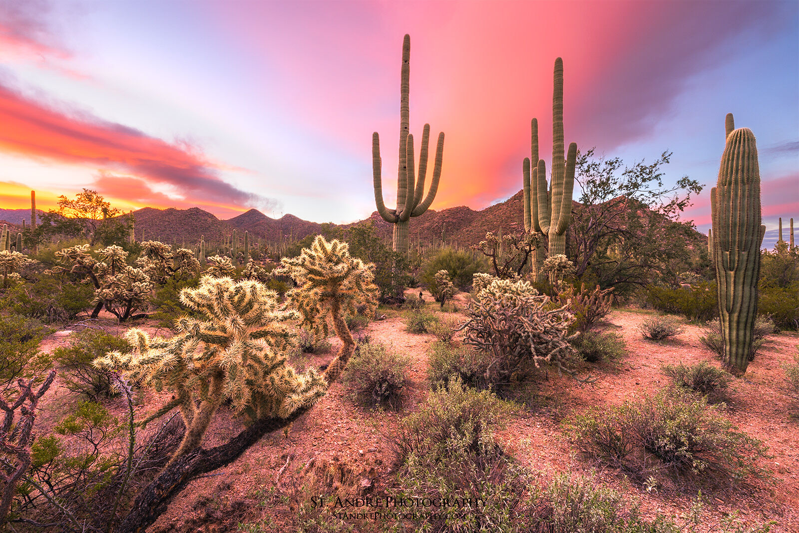 A cholla cactus is in the foreground while tall Saguaro cactus stand above the horizon while crimson skies move across the sky at sunrise. 