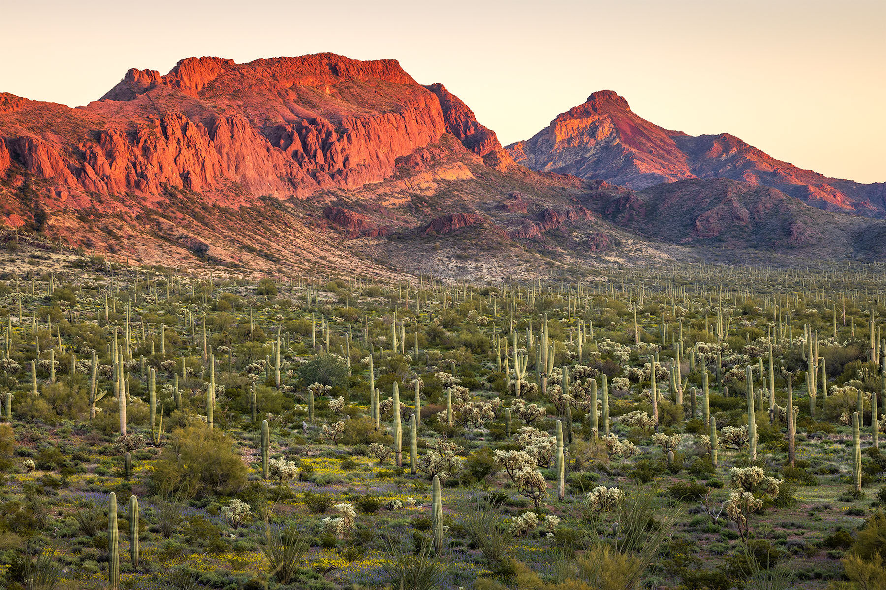 Sunset at Organ Pipe Cactus National Monument with the landscape carpeted with wildflowers blooming in the spring.