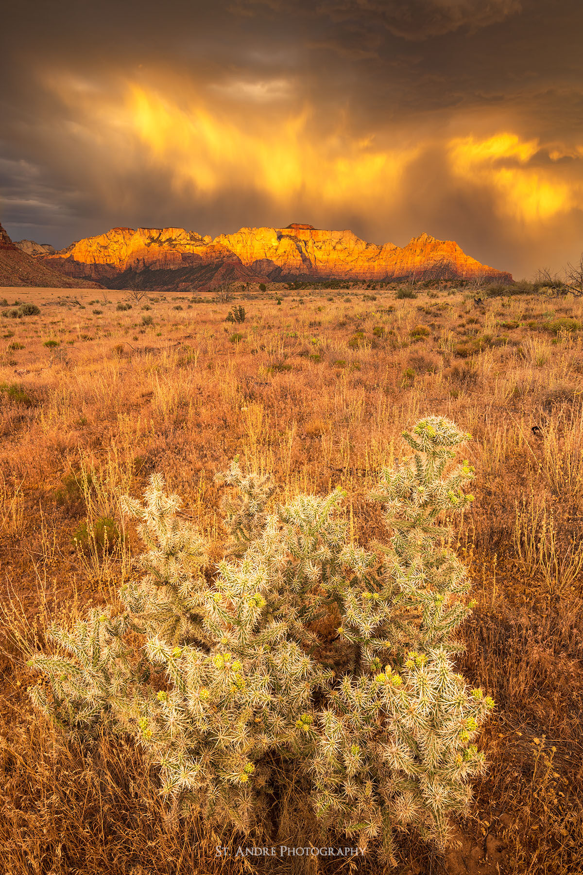A cholla bush in the foreground highlights a desert landscape with the West Temple in the background beneath a dramatic sky at sunset. 