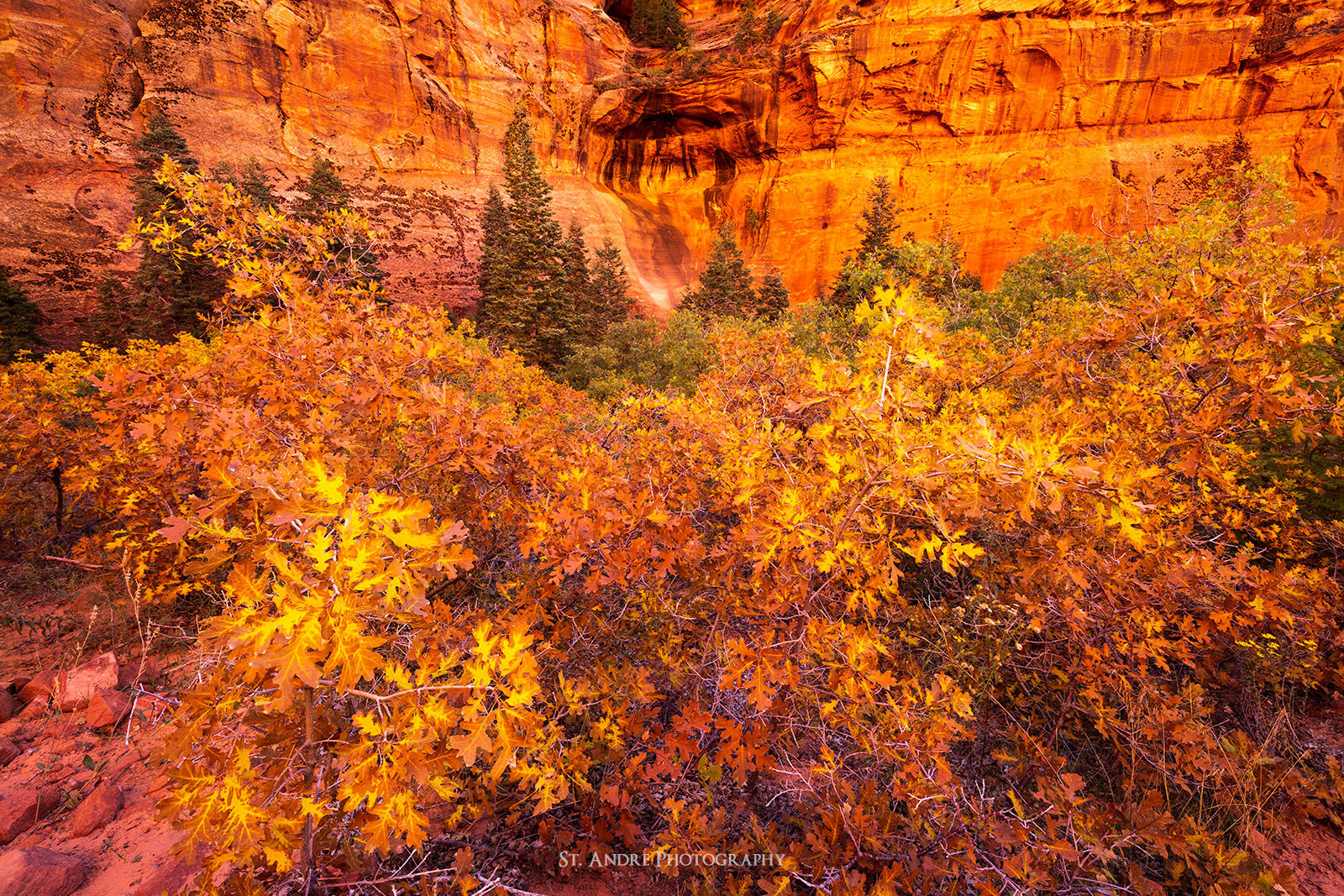Shrub Oak in fall colors within a deep canyon in Zion National Park