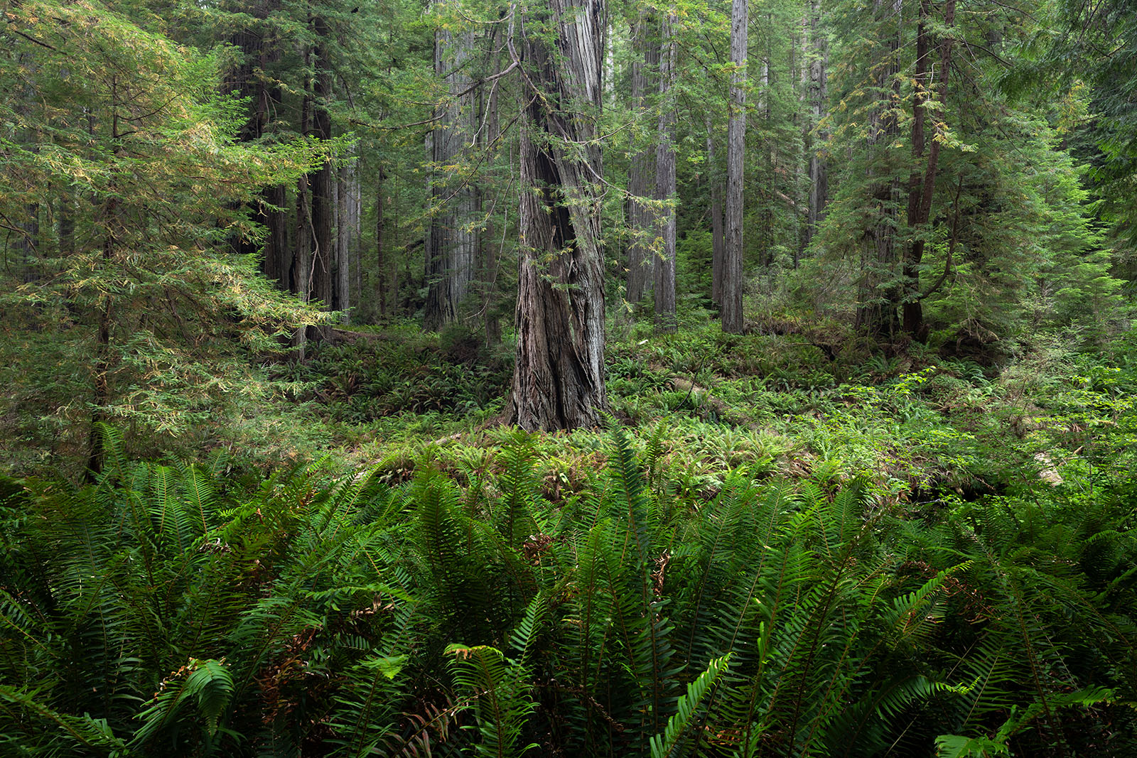 Stand Forward Ferns are the ever present friend of redwoods. They make the landscape view like apartment buildings amongst sky scrapers. Interestingly...