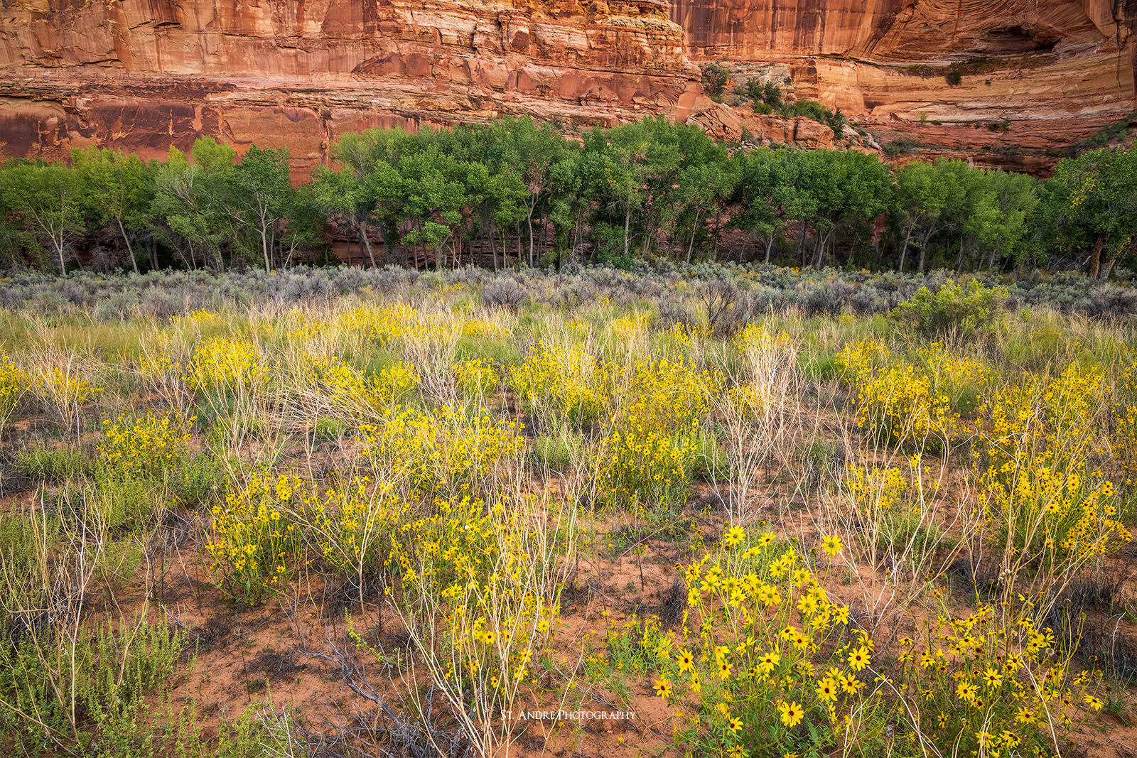 a bloom of sunflowers in esclante canyon