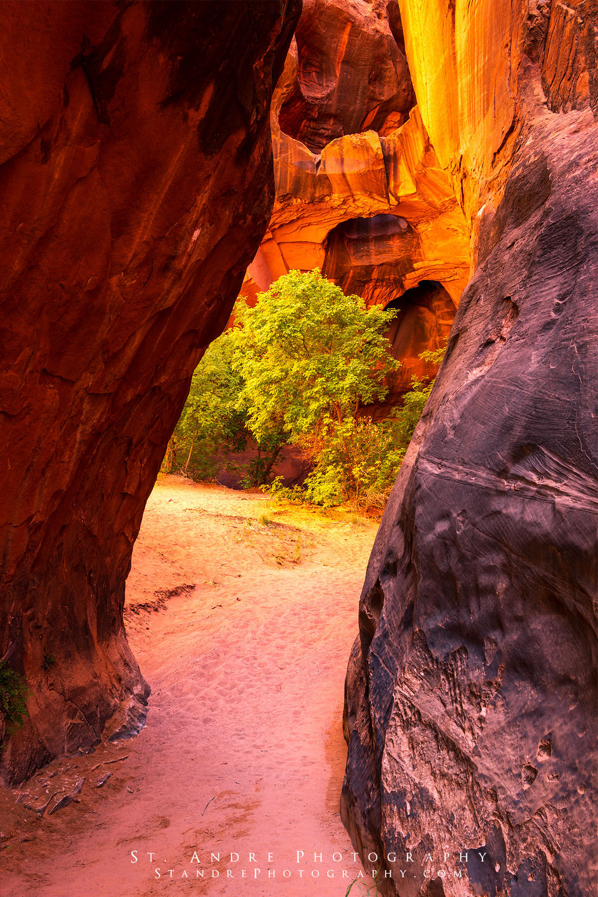 The golden cathedral in Escalante's Neon Canyon. It is viewed through a small slot with soft reflected light illuminating the background. 