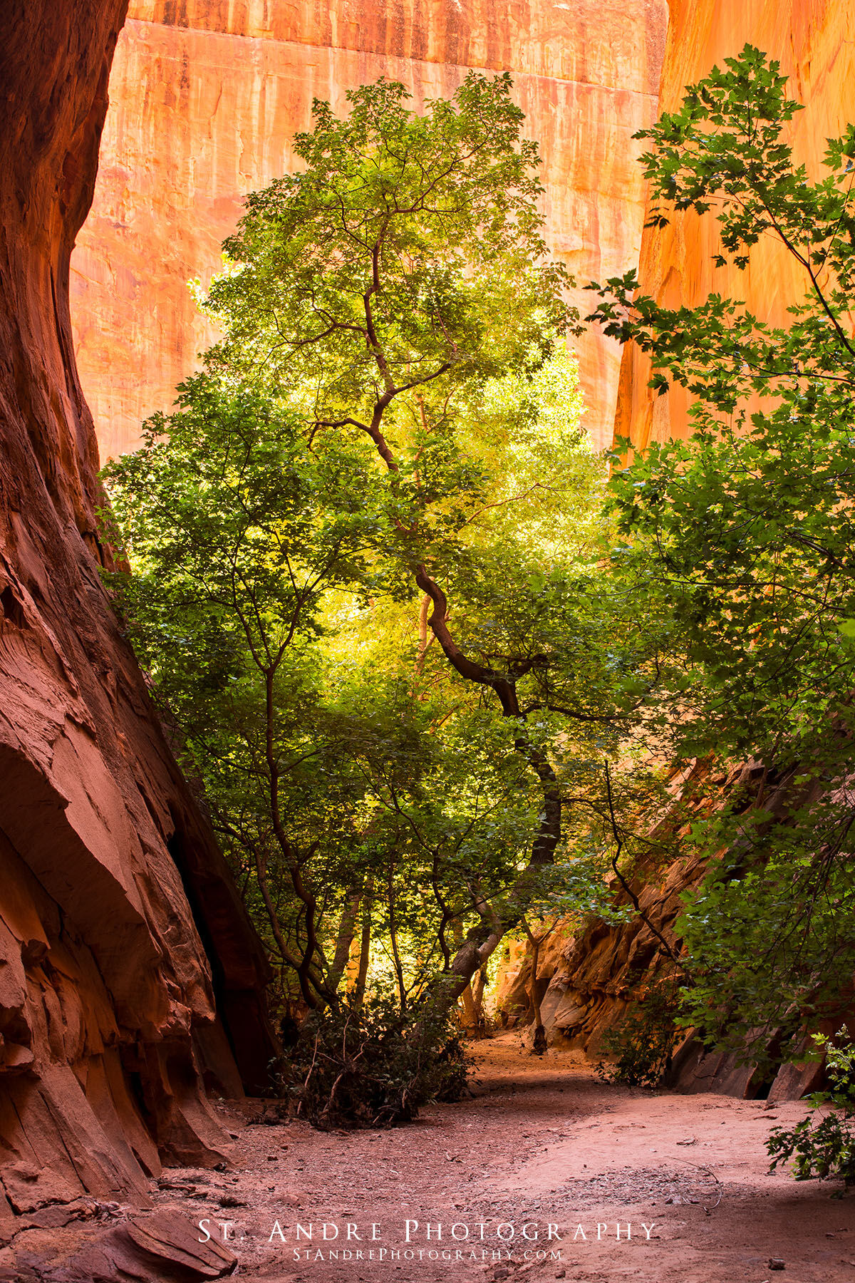 A box elder tree back lit in a beautiful slot canyon located along the Burr trail near the town of boulder utah within the Grand...