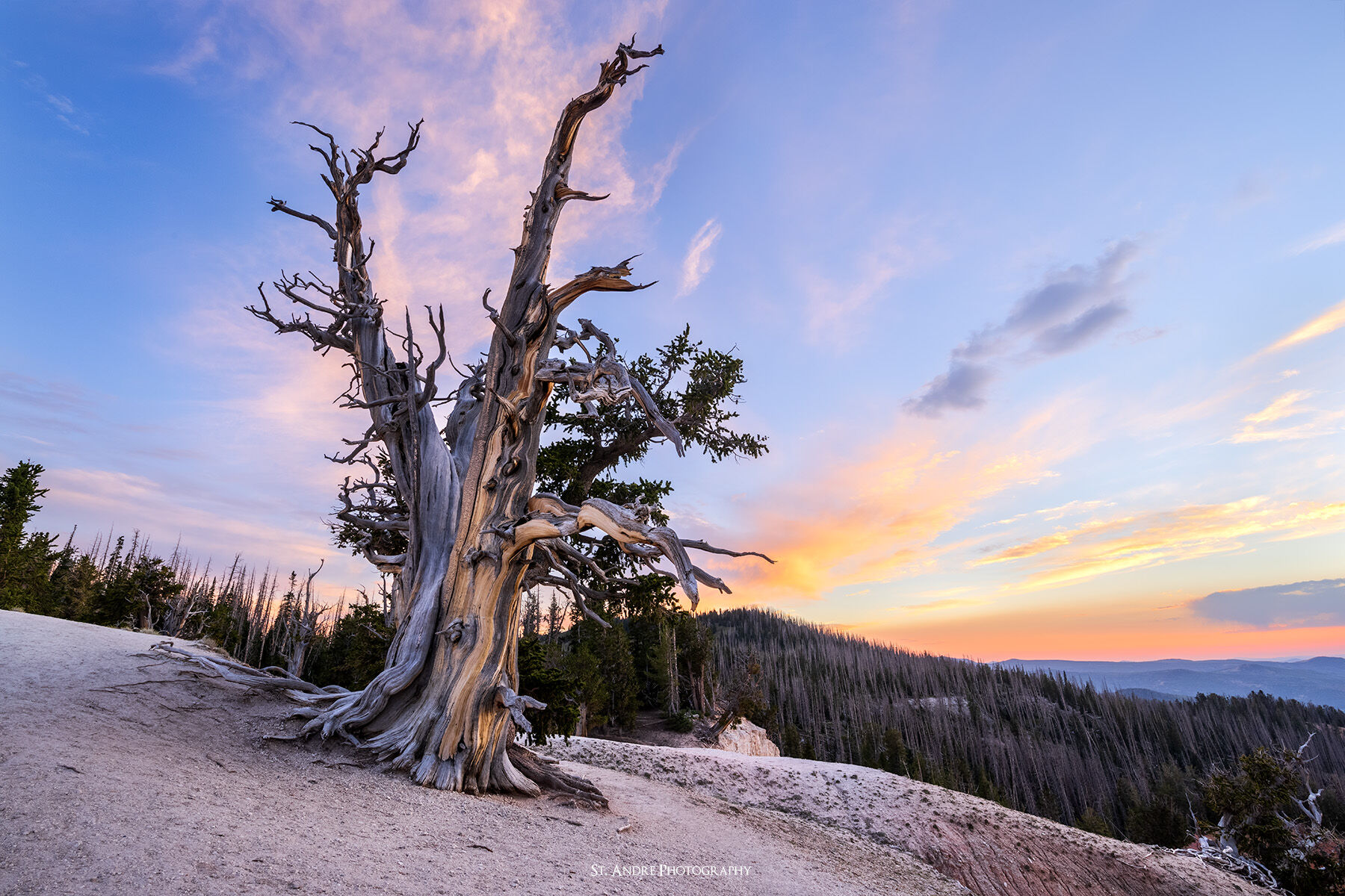 The Grand Ancient A large bristle cone pine in Cedar Breaks National Monument
