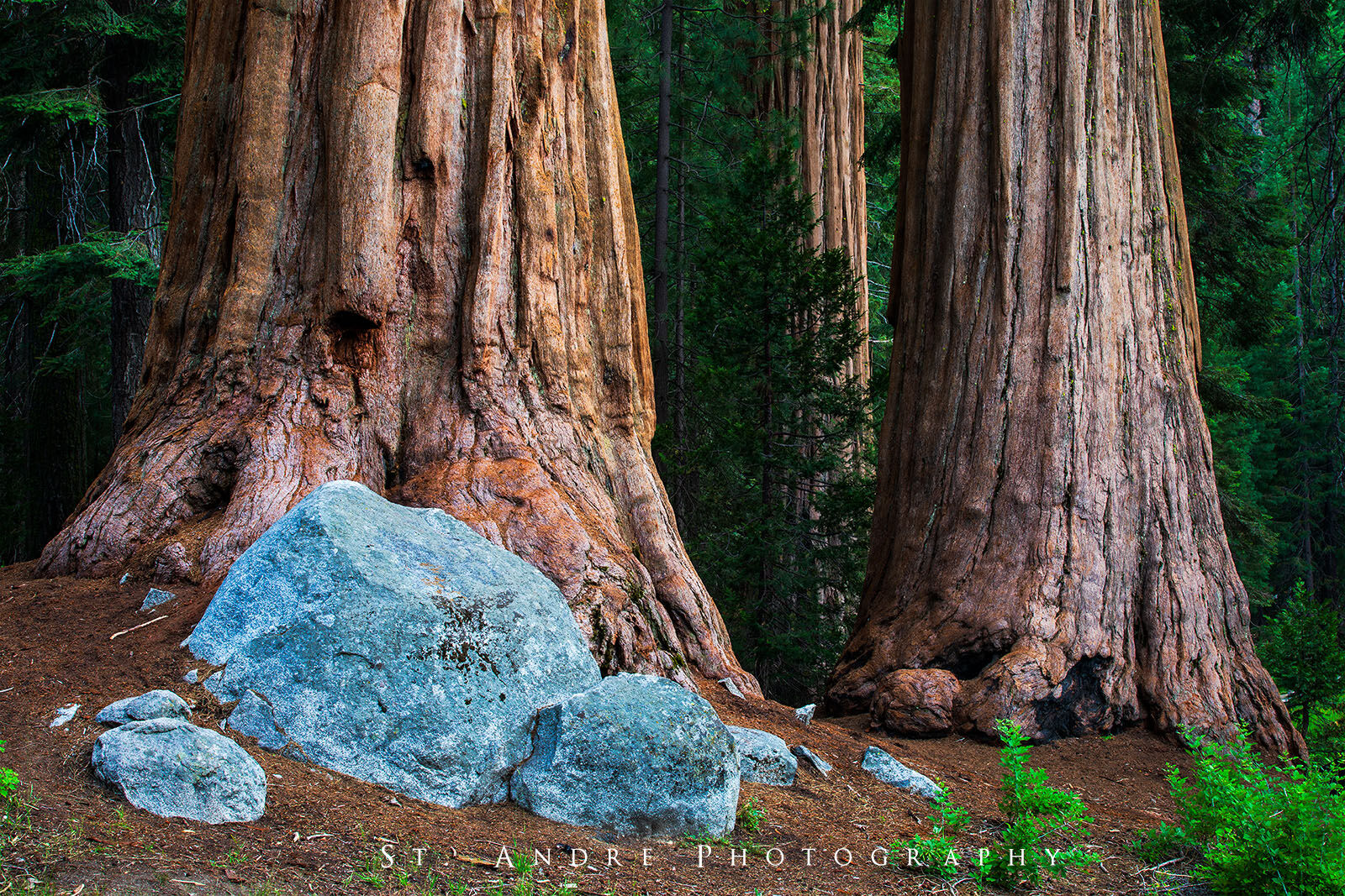 Three huge sequoia trees late in the day with a large boulder in the foreground. 