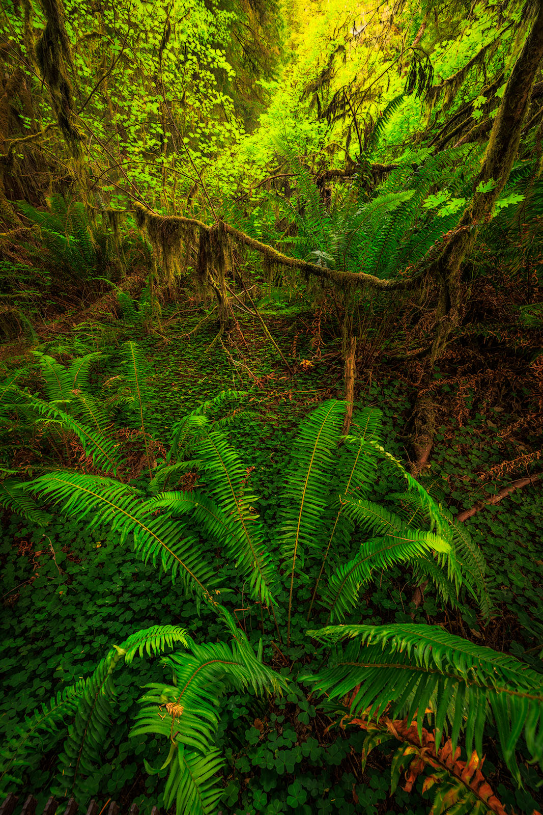 Verdant Growth Ferns, clovers and vines all within the same image