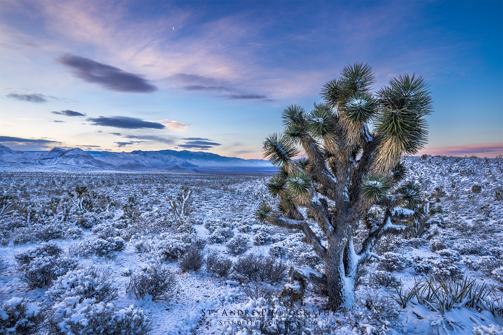 Winter Wonderland in Joshua Trees A Joshua tree covered in snow and ice at sunrise. The landscape is covered with now as well