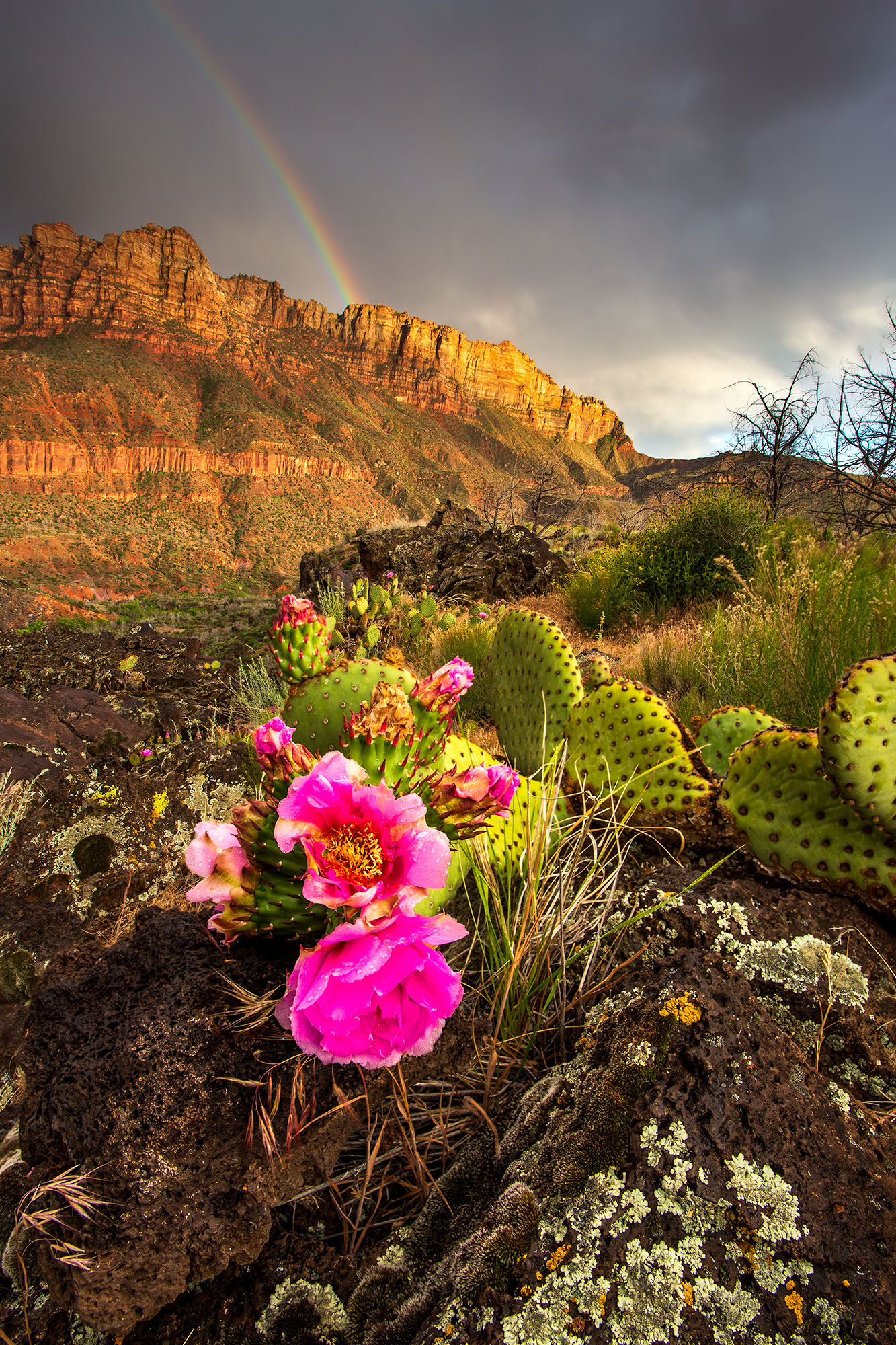 A cactus blooming in the desert with large red rock cliffs lit up at sunset at a passing rainbow. 