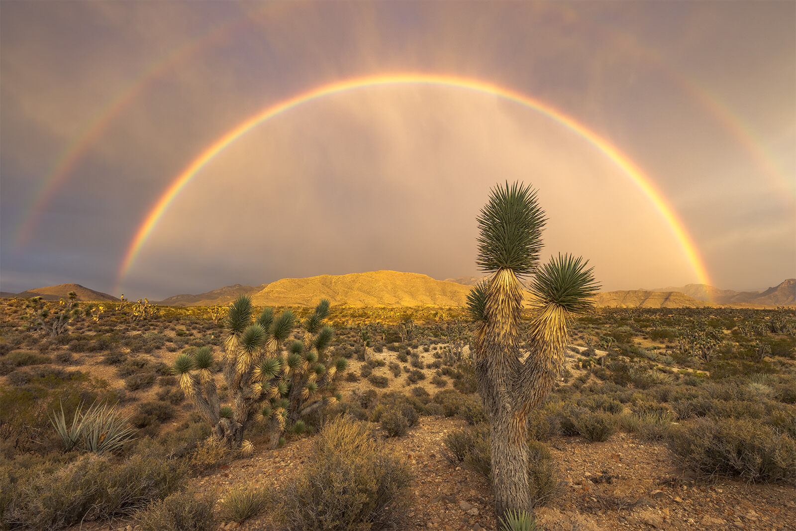 double rainbow over Joshua trees