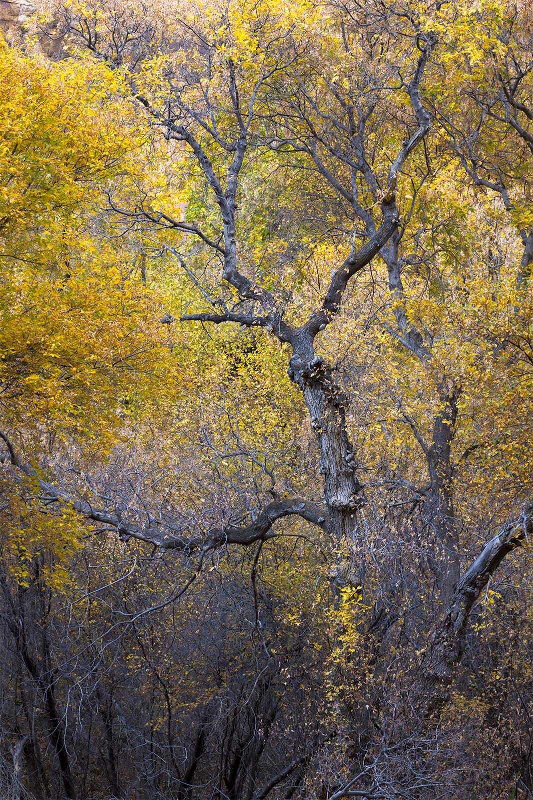 A tree skeleton amongst fall-colored leaves