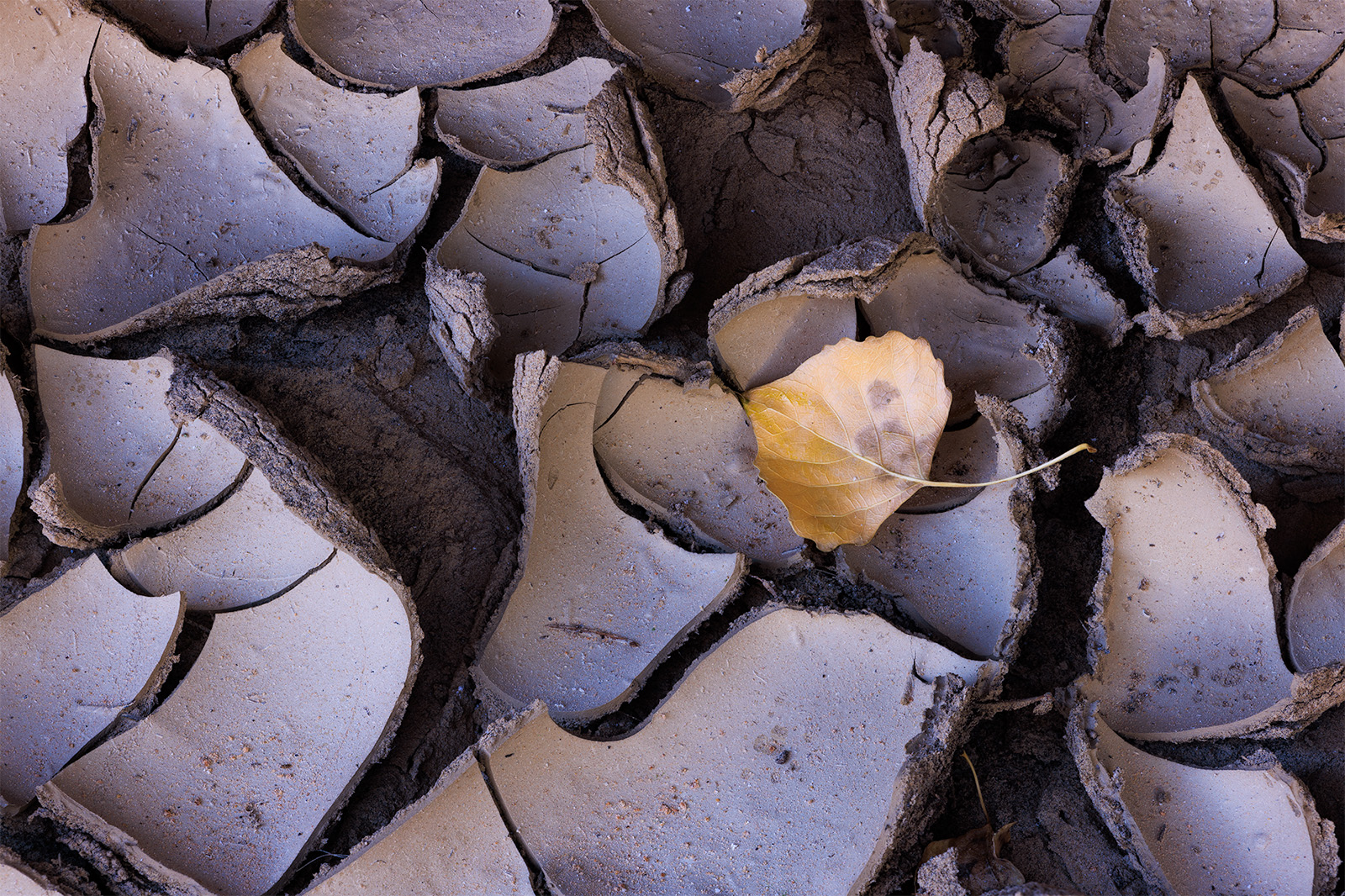 Scaled Fall fall leaf on cracked mud in the desert.