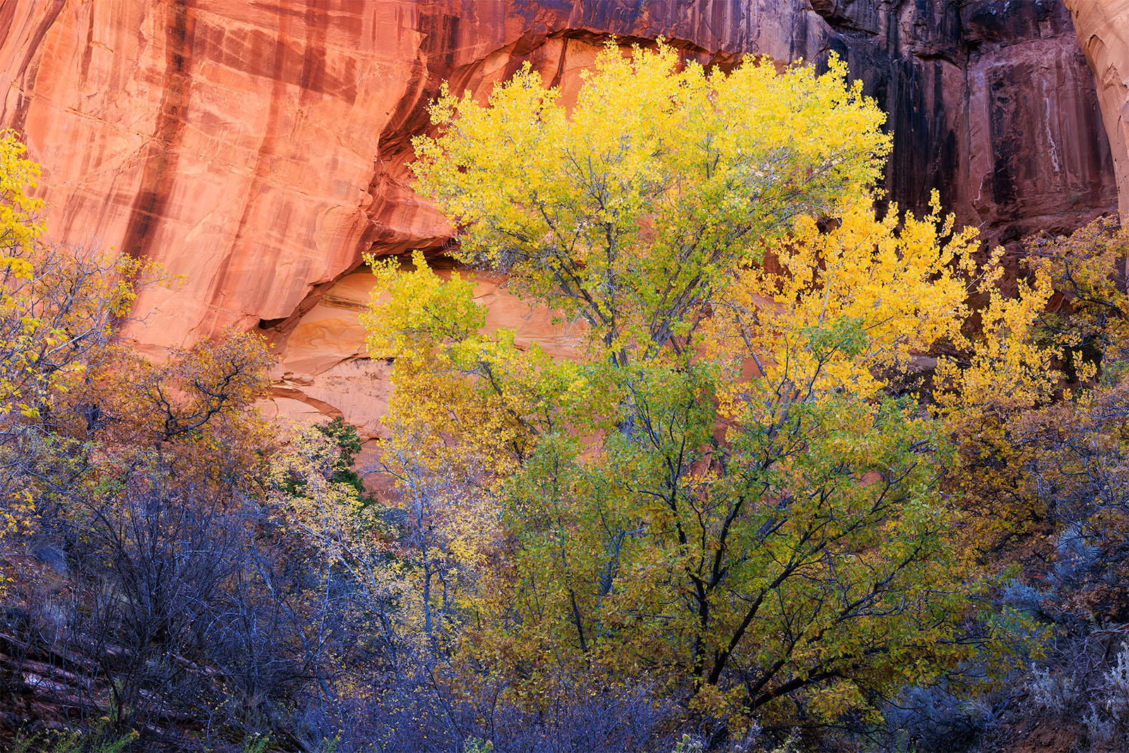 fall trees that are back lit by reflected light in a colorful canyon.