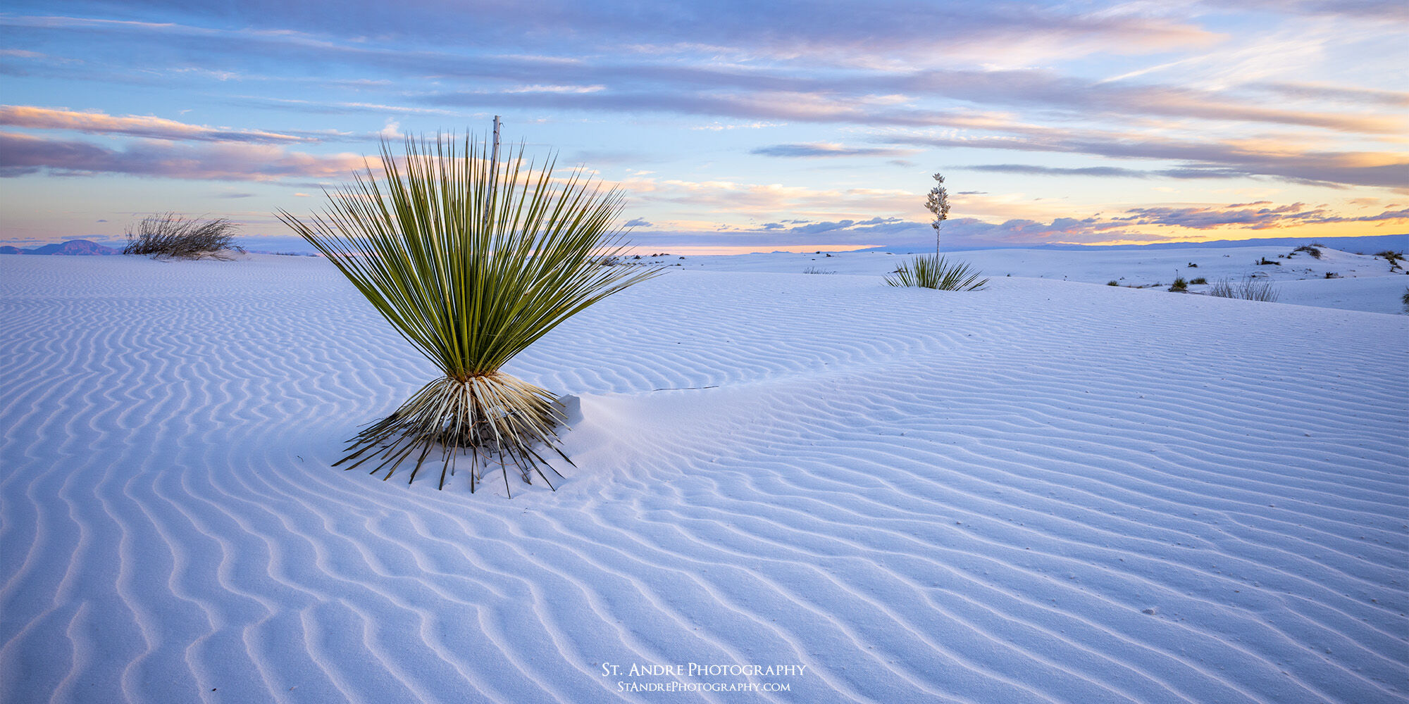 A yucca plant of White Sands stands on skeletal arms as its friend is buried by the shifting sands. 