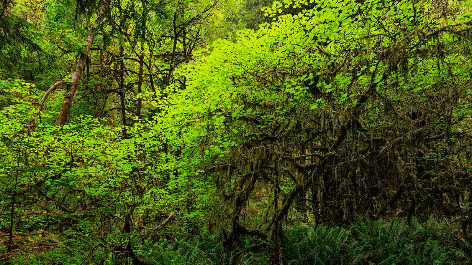Stream of Life I spent much of my teenage years playing Magic the Gathering. Though I personally had an affinity towards the red cards and how...