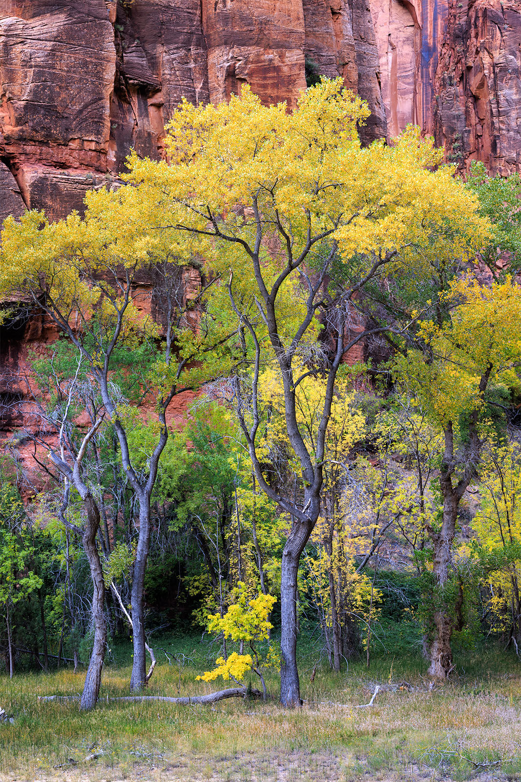 Spinkly cottonwood trees that rise up off the canyon floor and have a crown of golden leaves.